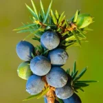 Juniper blessing symbolism shown by a fresh juniper branch with blue berries and evergreen needles
