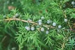Juniper blessing tradition represented by juniper branches and berries associated with Scottish saining customs