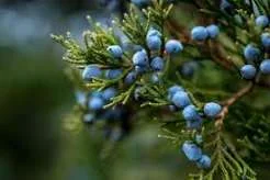 Juniper blessing and cleansing symbolism shown by a rain covered juniper branch with fresh blue berries