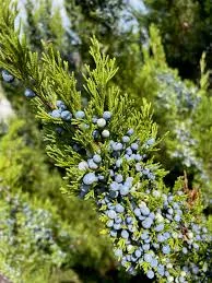 Juniper blessing at a threshold represented by an evergreen juniper branch with ripe blue berries