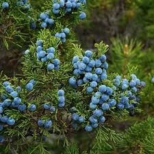 Juniper blessing arrangement with a single evergreen branch and blue berries used as a simple symbolic home blessing