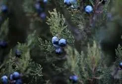 Juniper blessing for seasonal renewal shown by wet evergreen branches and blue berries after rainfall