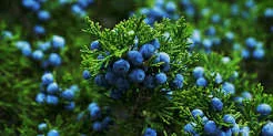 Juniper blessing safety symbolized by a clearly visible natural juniper branch with berries and no burning smoke