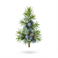  Juniper blessing and resilience represented by a close view of blue berries among dense evergreen needles