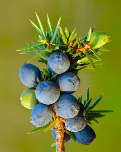 Juniper blessing symbolism shown by a fresh juniper branch with blue berries and evergreen needles